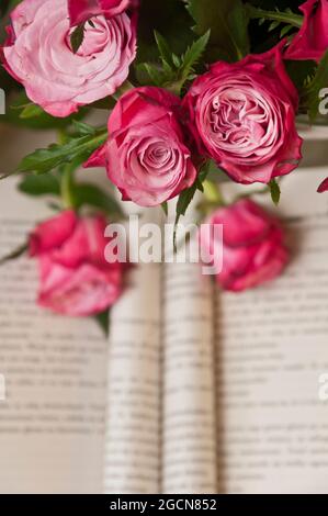 Moody Nahaufnahme einer schönen rosa Rosen mit geöffnetem, verblurten Buch im Hintergrund Stockfoto