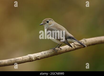 Taiga Flycatcher (Ficedula albicilla) Erwachsener auf dem Zweig Kaeng Krachan, Thailand Januar Stockfoto