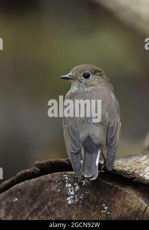 Taiga Flycatcher (Ficedula albicilla) Erwachsener, der auf dem Stamm Kaeng Krachan steht, Thailand Januar Stockfoto