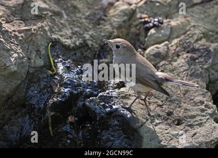 Taiga Flycatcher (Ficedula albicilla) Erwachsene trinken aus dem Frühling Kaeng Krachan, Thailand Januar Stockfoto