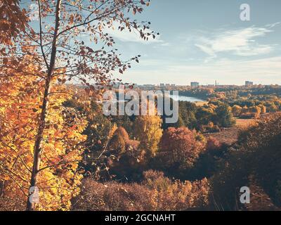 Vergilbte Blätter auf Bäumen im Herbstpark Stockfoto