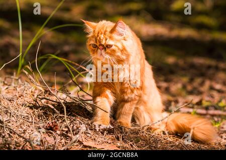 Lustige rote Perserkatze im Herbsthintergrund mit abgefallenen trockenen Blättern Stockfoto