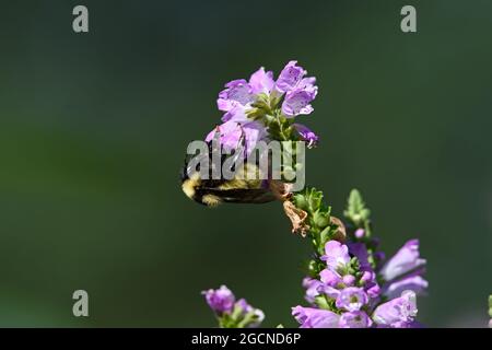 Hummel, die ein Mitglied der Gattung Bombus ist, Teil der Apidae auf gehorsamer Pflanzenblume. Stockfoto
