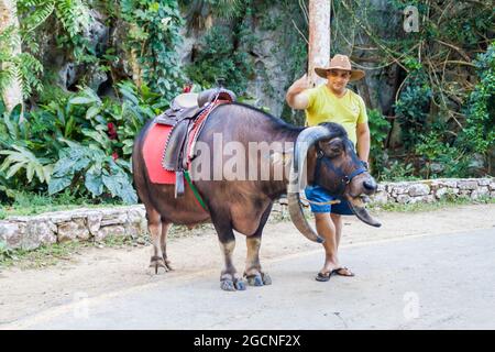 VINALES, KUBA - 18. FEB 2016: Büffel mit Sattel erwartet Touristen in der Nähe der Cueva del Indio Höhle im Nationalpark Vinales, Kuba Stockfoto