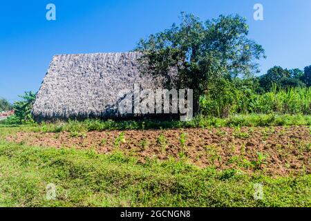 Tabakfeld und Trockenhaus in der Nähe von Vinales, Kuba Stockfoto