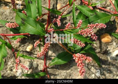 damendaumen, getupfter Damendaumen, Jesusplant, Rotschenkel, Floh-Knöterich, Persicaria maculosa, Polygonum persicaria, baracklevelű keserűfű, Ungarn Stockfoto