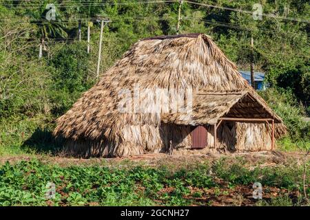 Tabakfeld und Trockenhaus in der Nähe von Vinales, Kuba Stockfoto