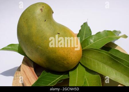 Köstliche Kesar Mango Sorte aus Teilen von Gujarat und maharastra. Gir Wald berühmte Arten von König der Früchte Mangos genannt Kesar keri Mango mit m Stockfoto