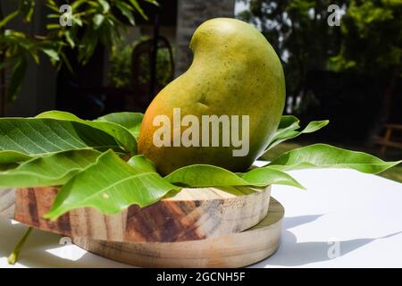 Köstliche Kesar Mango Sorte aus Teilen von Gujarat und maharastra. Gir Wald berühmte Arten von König der Früchte Mangos genannt Kesar keri Mango mit m Stockfoto