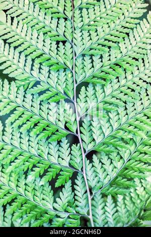 Makro-Nahaufnahme des Fernblattes, mit einem einzigartigen abstrakten Blattmuster. Hintergrund, Schönheit in der Natur Stockfoto