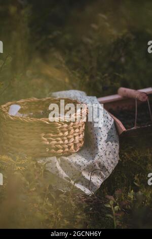 Korb mit Heidelbeeren im Waldgras. Stockfoto