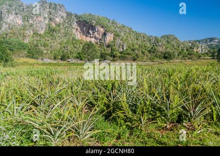 Ananasfeld im Vinales-Tal, Kuba Stockfoto