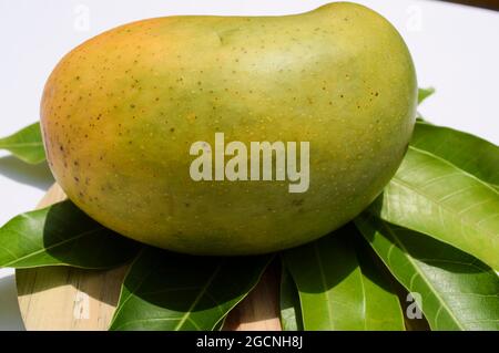 Köstliche Kesar Mango Sorte aus Teilen von Gujarat und maharastra. Gir Wald berühmte Arten von König der Früchte Mangos genannt Kesar keri Mango mit m Stockfoto