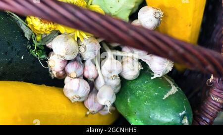 Nahaufnahme eines Knoblauchs und einer Gurke mit anderem Gemüse in einem Korb. Gartenarbeit und Gemüse Sammelkonzept Stockfoto