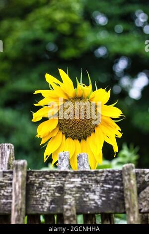 Landseite Ansicht eines hölzernen Zauns gegen eine gewöhnliche Sonnenblume, die in einem Gartenfeld Helianthus annuus mit isolierter gelber Farbe der Blumensurr angebaut wird Stockfoto