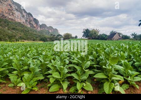 Tabakfeld und Trockenhaus in der Nähe von Vinales, Kuba Stockfoto