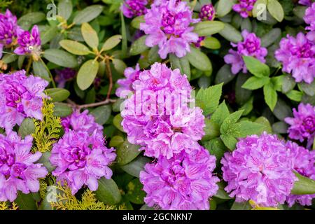 Große Azaleen oder Rhododendron im Garten. Saison der blühenden Azaleen Garten Stockfoto