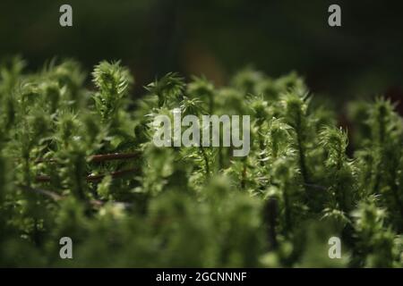 Hylocomiadelphus triquetrus, großes Zottermoos, elektrifiziertes Katzenschwanzmoos, raues Gänsehalsmoos. Grünes transparentes Moos funkelt im Sonnenlicht. Stockfoto