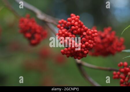 Sambucus racemosa, rote Holunderbeere, rotberrieder Holunder. Ein paar rote Holunderbeeren aus der Nähe vor einem Hintergrund aus grünem Laub. Stockfoto