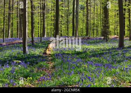 Ein magischer Teppich aus Bluebells an einem späten Frühlingsnachmittag im Hallerwald (Hallerbos) in Halle (Flämisch-Brabant), Belgien Stockfoto