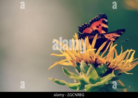 Nymphalis xanthomelas, seltene Tortoiseshell, Gelbeinige Tortoiseshell, große Tortoiseshell. Ein rot-orange schwarzer Schmetterling auf einer gelben Blume aus nächster Nähe. Stockfoto