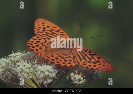 Argynnis paphia, silbrig-gewaschener Fritillär. Ein großer orangefarbener Schmetterling mit einem schwarzen Muster auf seinen ausgebreiteten Flügeln sitzt auf einer weißen Blume aus Regenschirmpflanzen Stockfoto