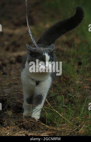 Eine rauchige Katze geht auf einem Harness auf einem Waldweg entlang. Porträt einer grauen und weißen Katze mit grünen Augen, die an der Leine in einem Sommerwald läuft. Stockfoto