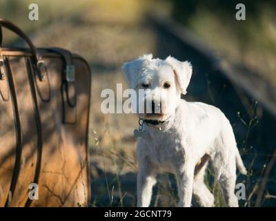 Unser Hund ein Mini-weißer Schnauzer wird seiner Familie müde und geht in den Urlaub. Hausabbruch Konzept. Stockfoto