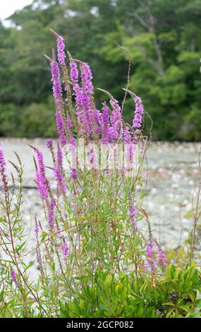 Lupinen wachsen wild neben einem Teich in Sandwich, Massachusetts, auf Cape Cod Stockfoto