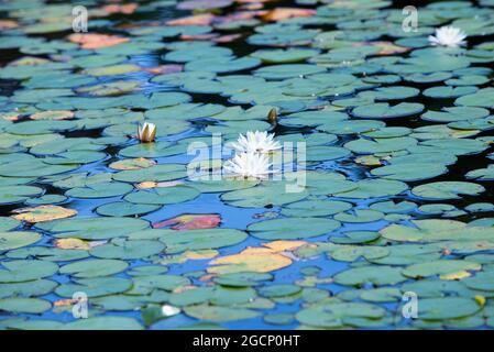 Seerosen (Nymphaeaceae) blühen in einem Sandwich-Teich auf Cape Cod Stockfoto