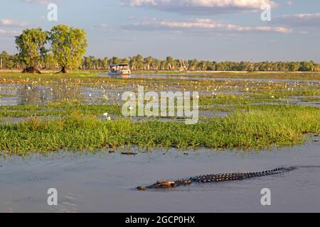 Krokodil im Yellow Water, Kakadu National Park Stockfoto