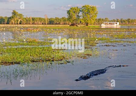 Krokodil im Yellow Water, Kakadu National Park Stockfoto