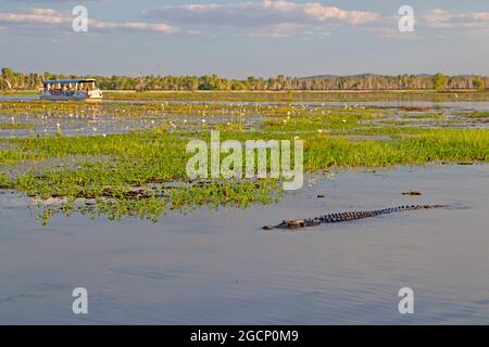 Krokodil im Yellow Water, Kakadu National Park Stockfoto