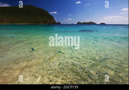 Angeln Sie im Wasser am Neds Beach auf der insel lord howe Stockfoto