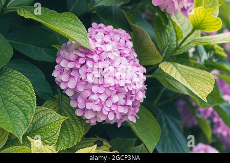 Hortensienblüte blüht im Sommergarten. Hortensia macrophylla schöner Busch von Hortensien Blüten Stockfoto