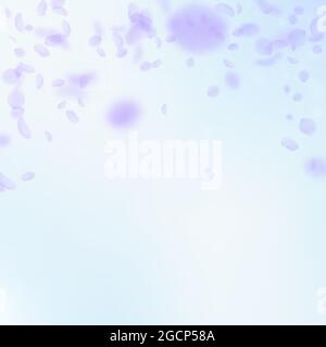 Violette Blütenblätter fallen herunter. Majestätische romantische Blumen fallen regen. Fliegendes Blütenblatt auf blauem Himmel quadratischem Hintergrund. Liebe, Romantik Konzept. Authenti Stock Vektor