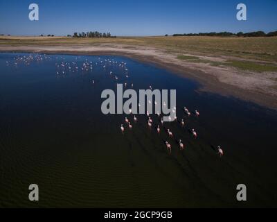 Luftaufnahme der Flamingos-Herde in der Lagune von Pampas, Provinz La Pampa, Patagonien, Argentinien. Stockfoto