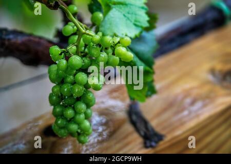 Regen fällt auf ein Traubenbündel, das in der Großvater-Weinkellerei in Banner Elk, North Carolina, angebaut wird. Stockfoto
