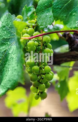 Regen fällt auf ein Traubenbündel, das in der Großvater-Weinkellerei in Banner Elk, North Carolina, angebaut wird. Stockfoto