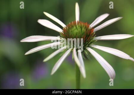 Frühe Stadien des Wachstums von Echinacea-Pflanzen Stockfoto