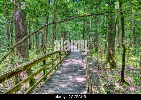 Der erhöhte Boardwalk durch den größten alten, in den USA verbliebenen Laubwald im Congaree National Park in South Carolina. Stockfoto