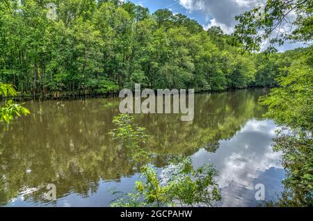 Lake Hopkins im Laubwald im Congaree National Park in South Carolina. Stockfoto