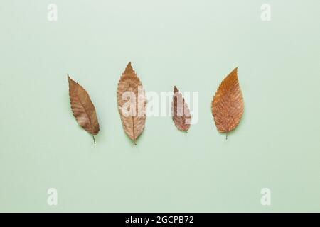 Herbst trockene Blätter auf grünem Hintergrund. Flach liegend, Draufsicht, Kopierraum Stockfoto