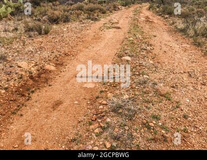 Diamondback Klapperschlange (Crotalus atrox) auf dem Arizona Trail, Tucson, Arizona, USA Stockfoto