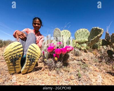 Ein Durchgangswanderer mit Engelmanns Igelkaktusblüten (Echinocereus engelmannii) entlang des Arizona Trail, Arizona, U. S. A. Stockfoto