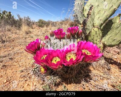 Engelmanns Igelkaktus blüht (Echinocereus engelmannii) entlang des Arizona Trail, Arizona, USA Stockfoto