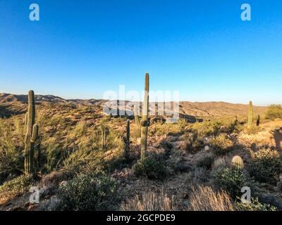 Der höchste Kaktus der Welt, der saguaro, der Arizona Trail, der Saguaro National Park, Arizona, USA Stockfoto