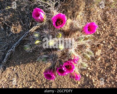 Engelmanns Igelkaktus blüht (Echinocereus engelmannii) entlang des Arizona Trail, Arizona, USA Stockfoto