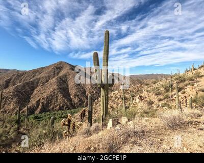 Der höchste Kaktus der Welt, der saguaro, der Arizona Trail, der Saguaro National Park, Arizona, USA Stockfoto