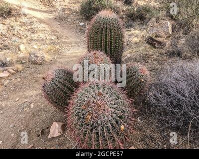 Der höchste Kaktus der Welt, der saguaro, der Arizona Trail, der Saguaro National Park, Arizona, USA Stockfoto